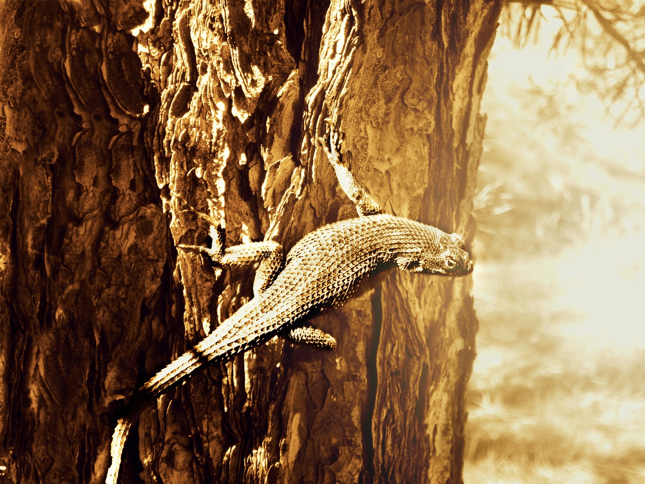 lizard desert reptile free photo