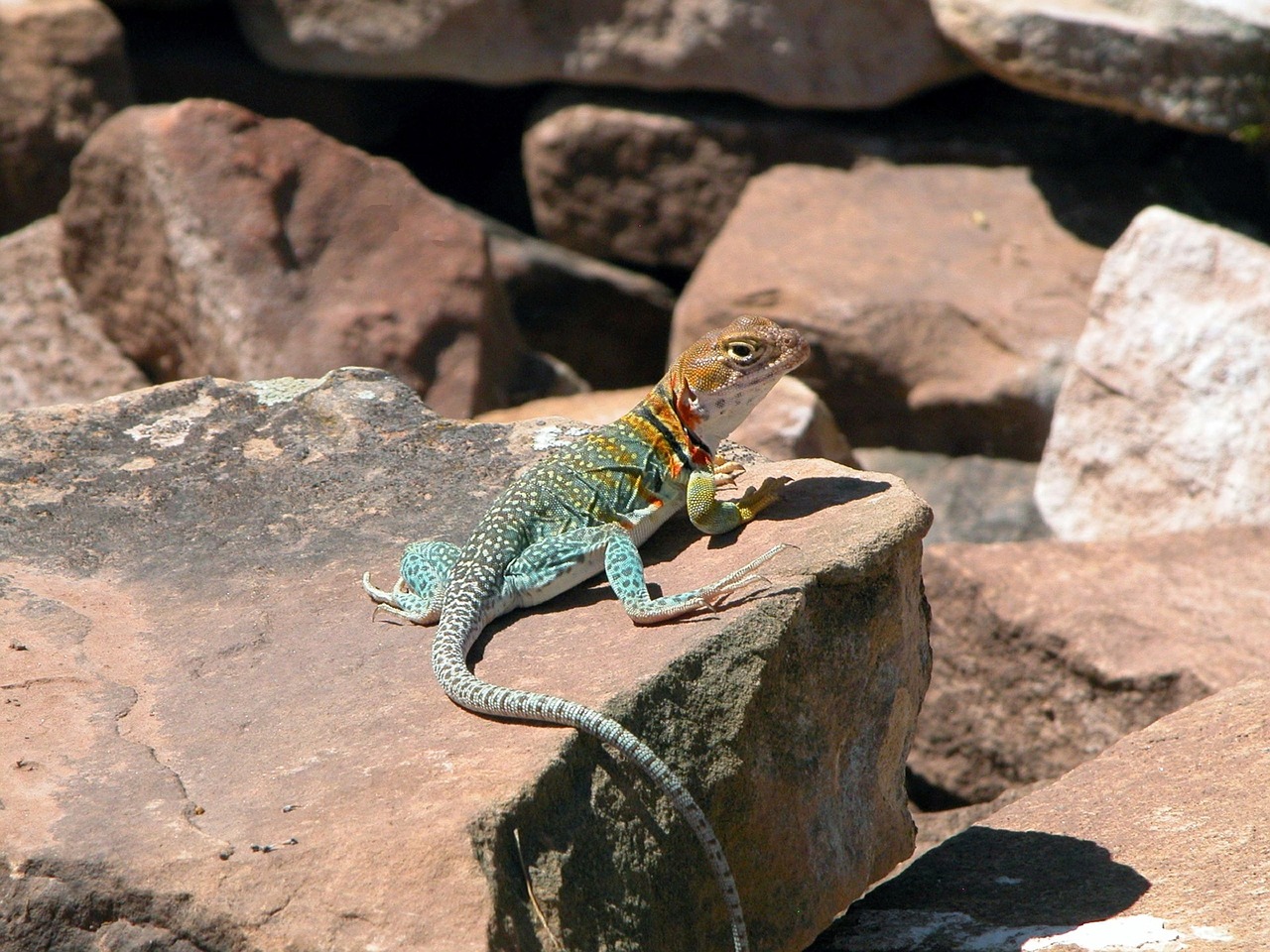 lizard yellow headed collared free photo