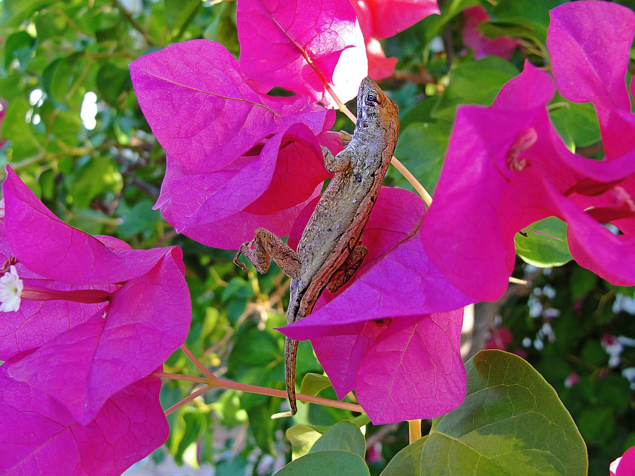 lizard nature wildlife free photo