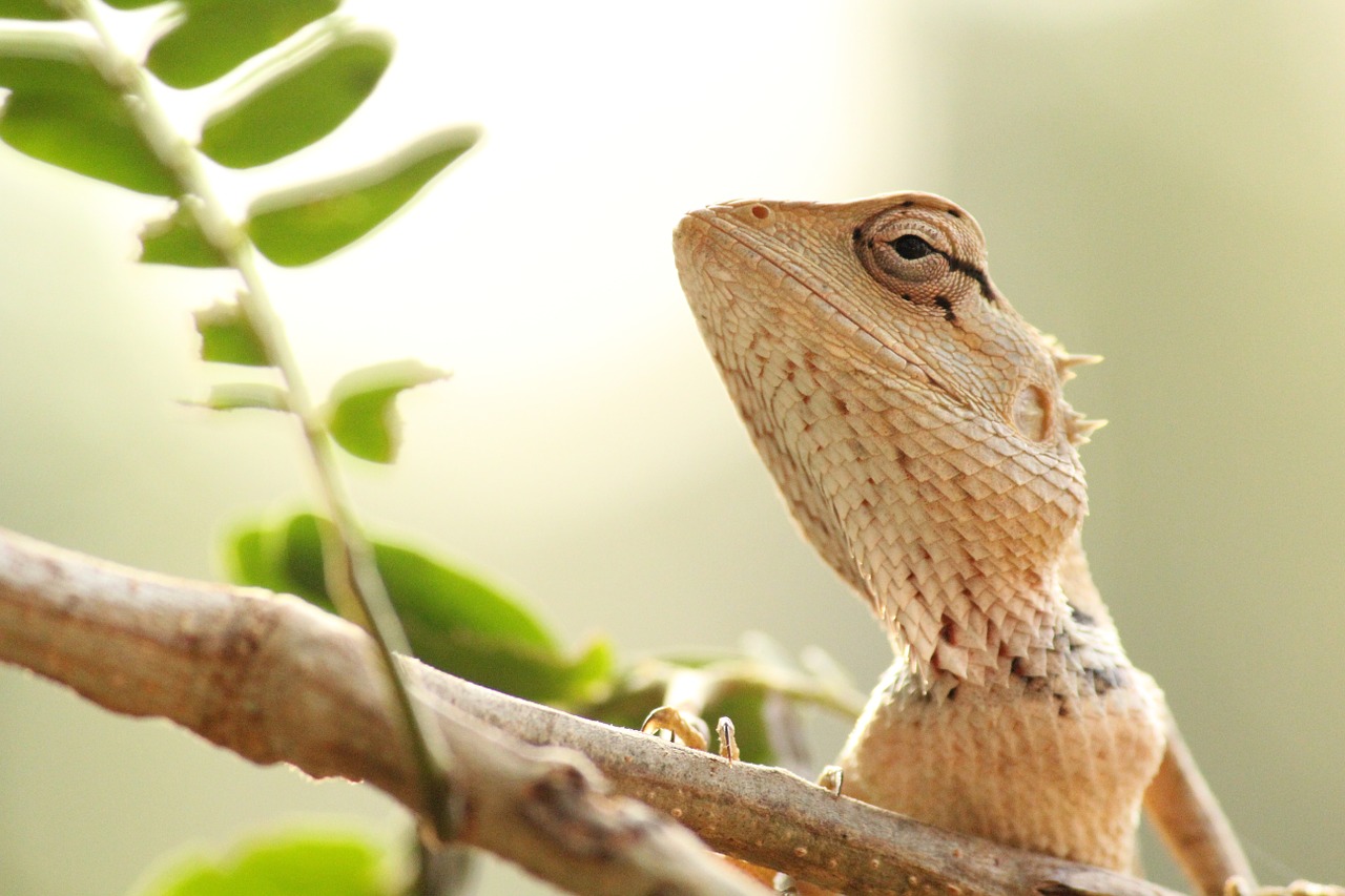 lizard wildlife animal free photo