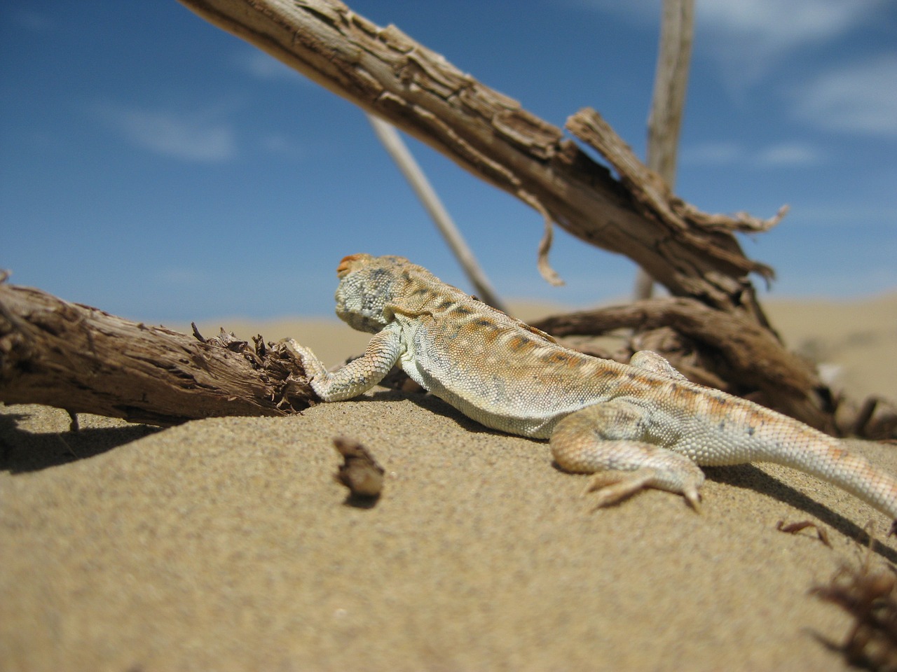 lizard desert qinghai free photo