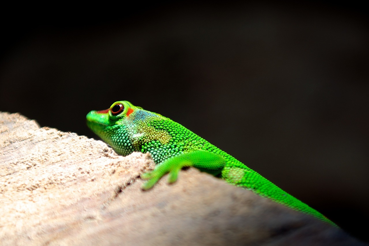 lizard reptile colorful free photo