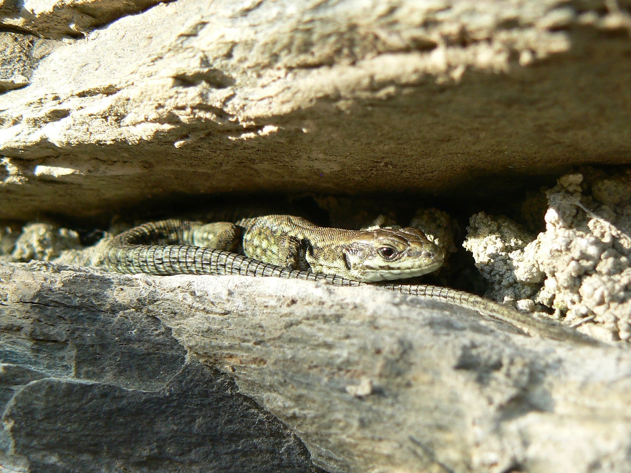 lizard reptile rock free photo