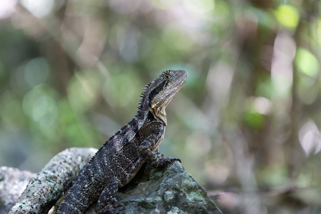 lizard reptile wildlife free photo