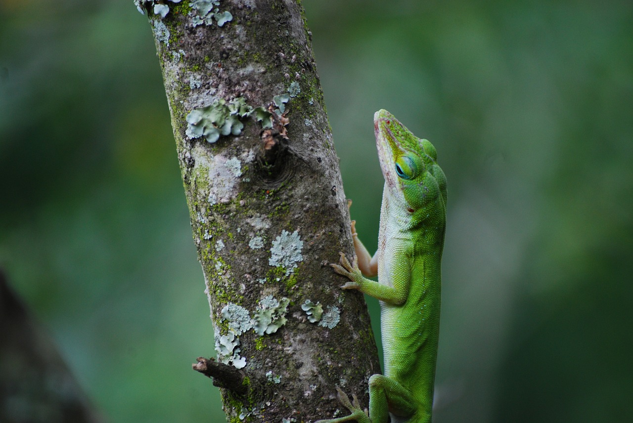 lizard reptile animal free photo