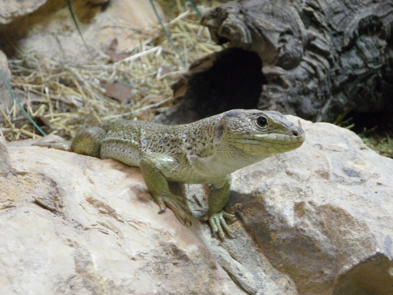 lizard reptile animal free photo