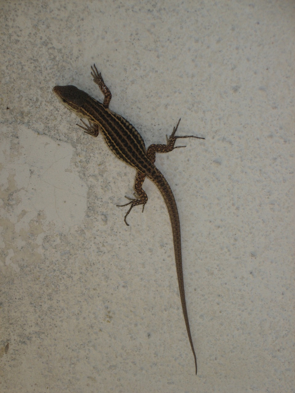 lizard reptiles wall free photo