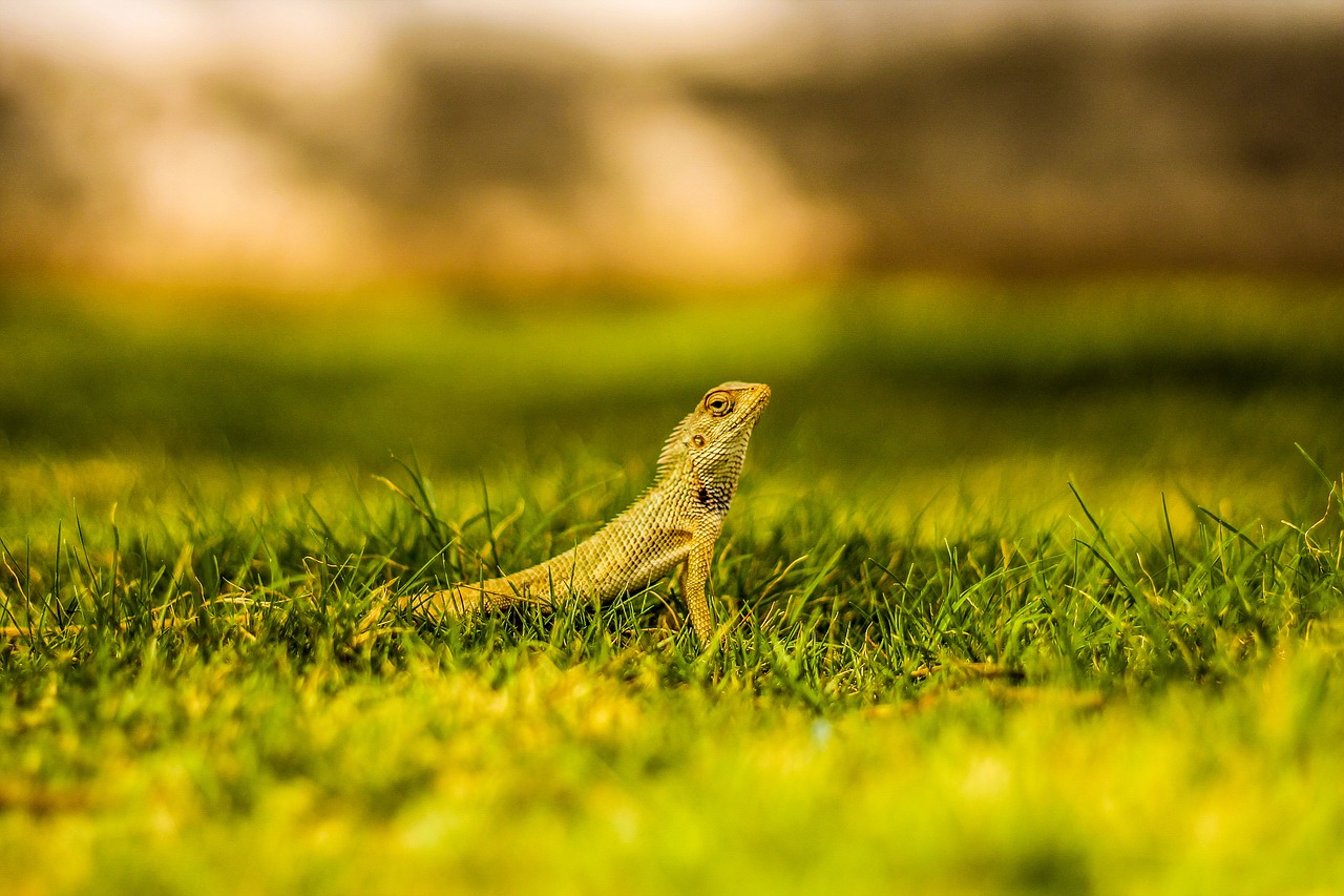 lizard grass nature free photo