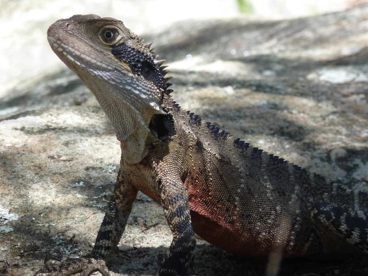 lizard nature reptile free photo