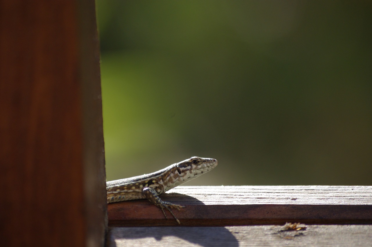 lizard nature reptile free photo