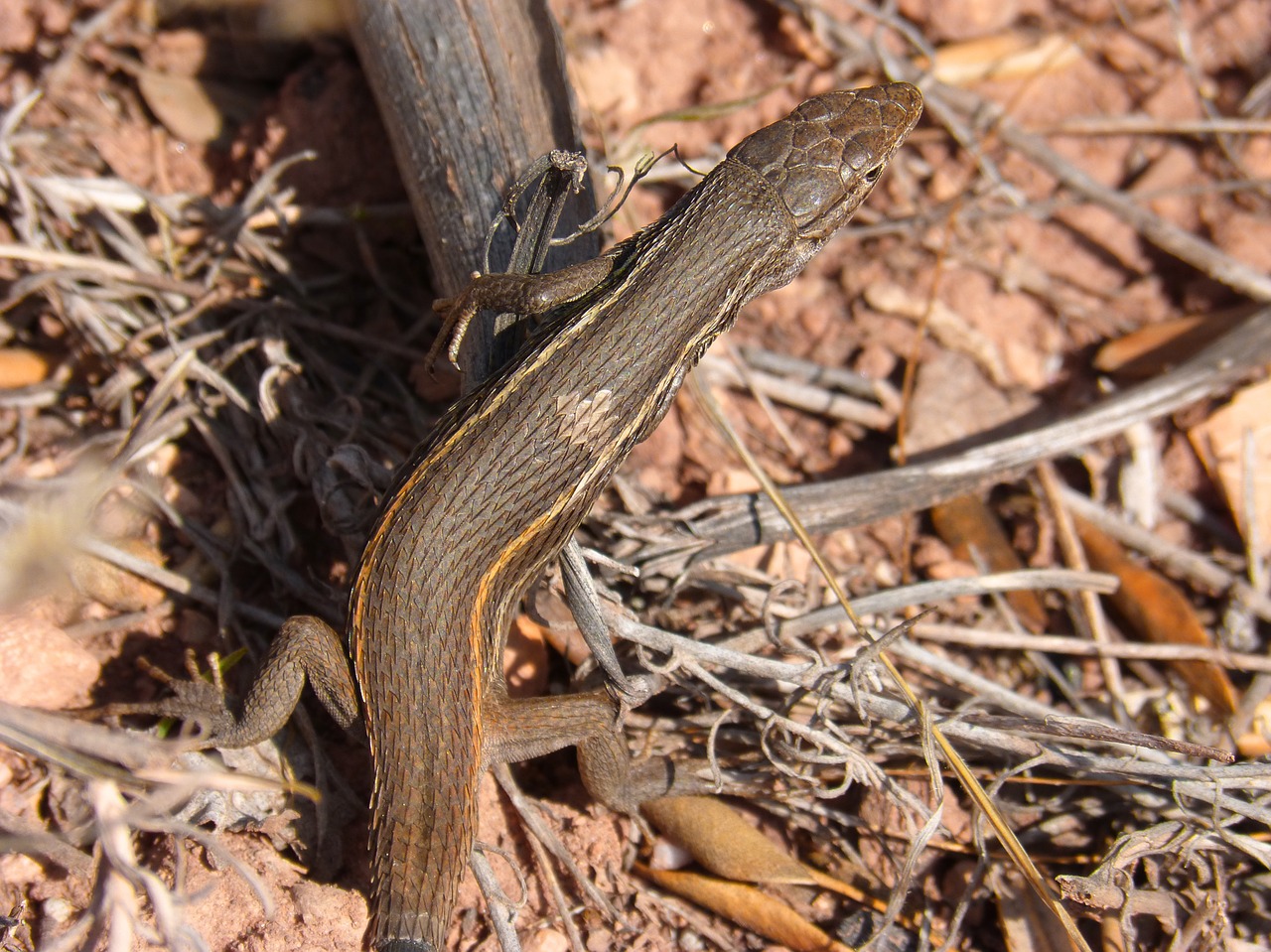 lizard sargantana detail free photo