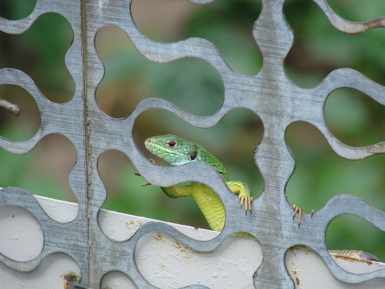 lizard minidrakon curious lizard free photo