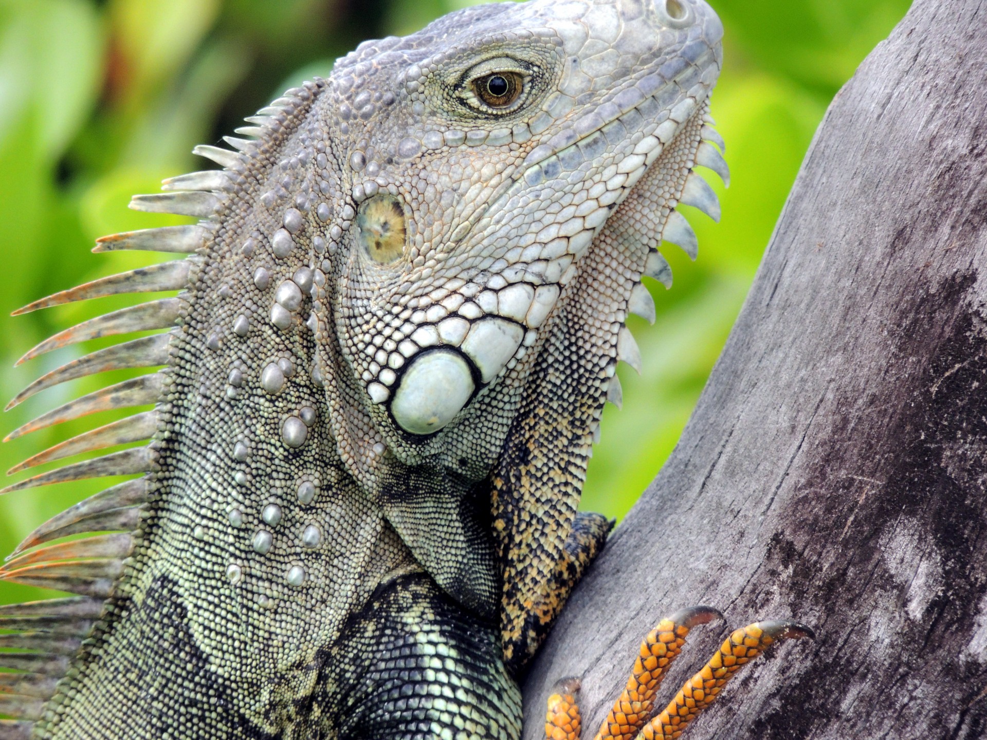 lizard reptile face free photo