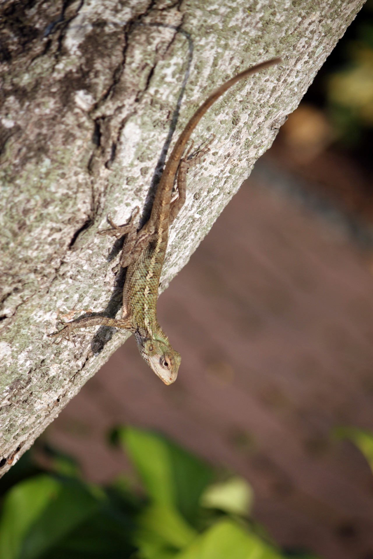 lizard hanging tree free photo