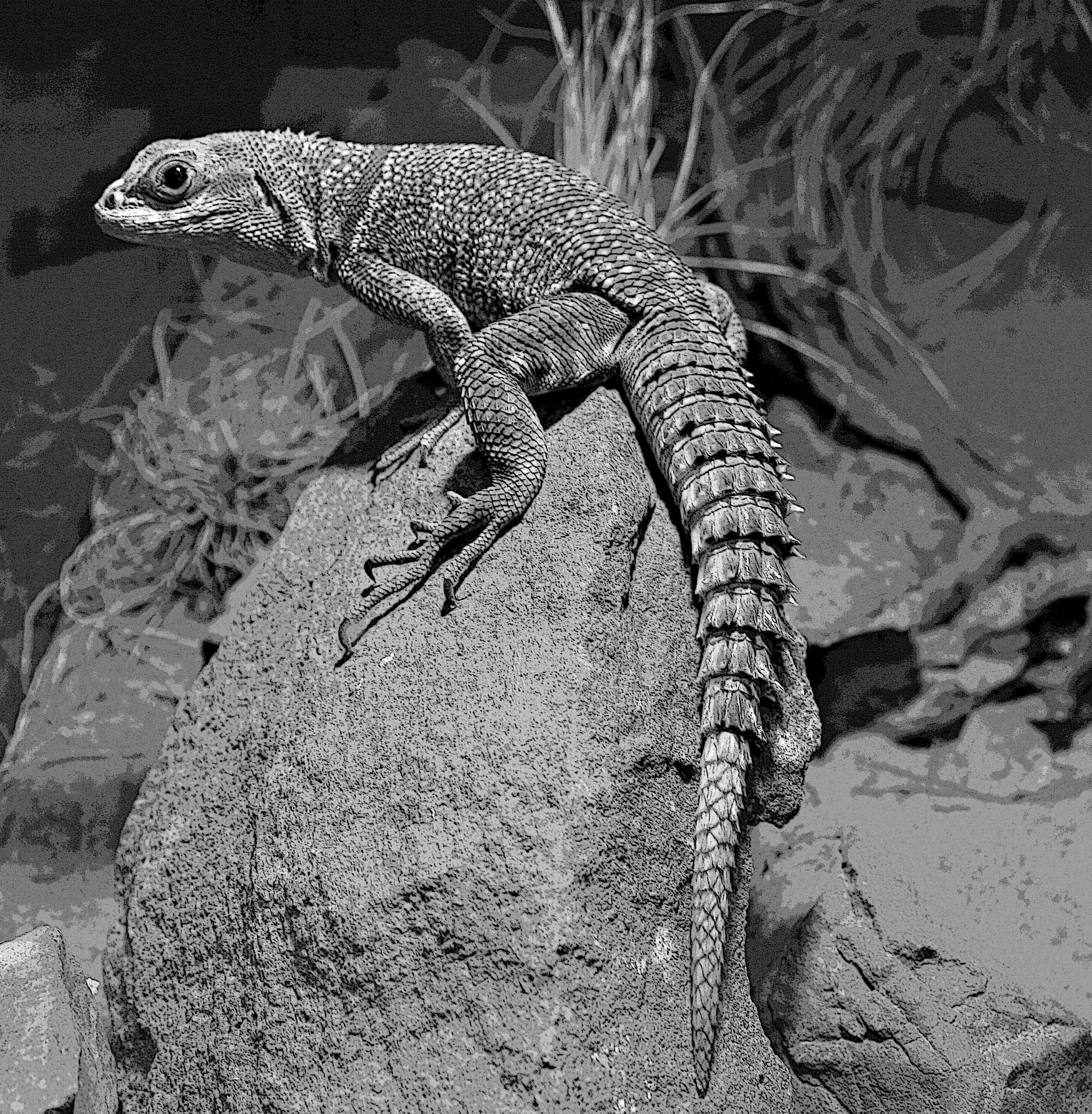 animal reptile lizard free photo