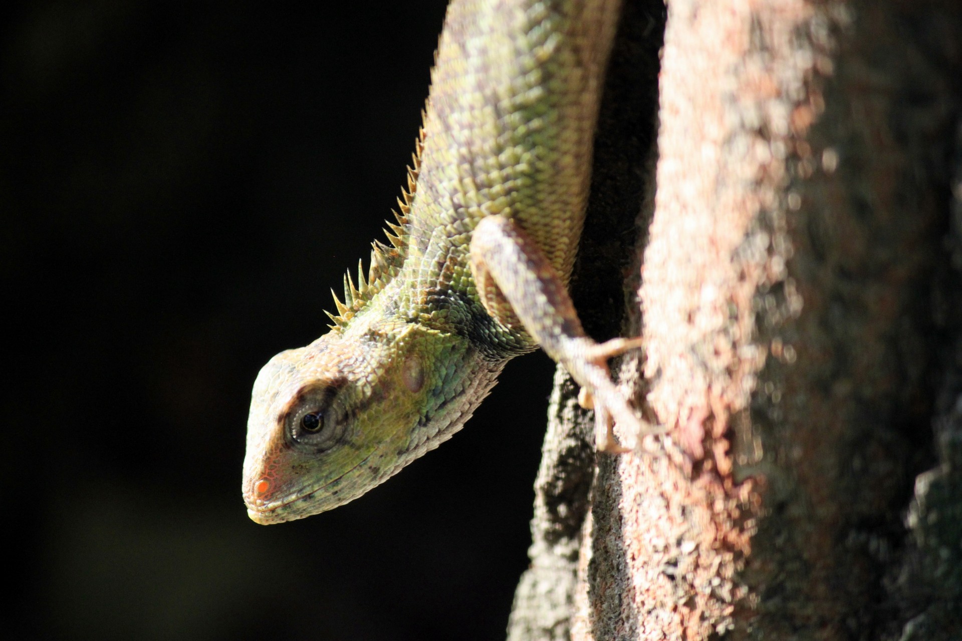 lizard sunlight singapore tree lizard in sunlight in singapore free photo