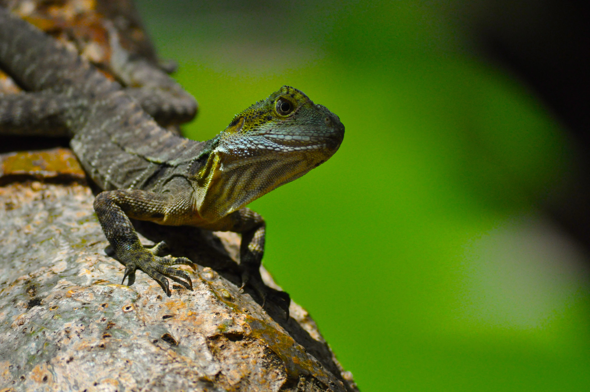 eastern water dragon lizard reptile free photo
