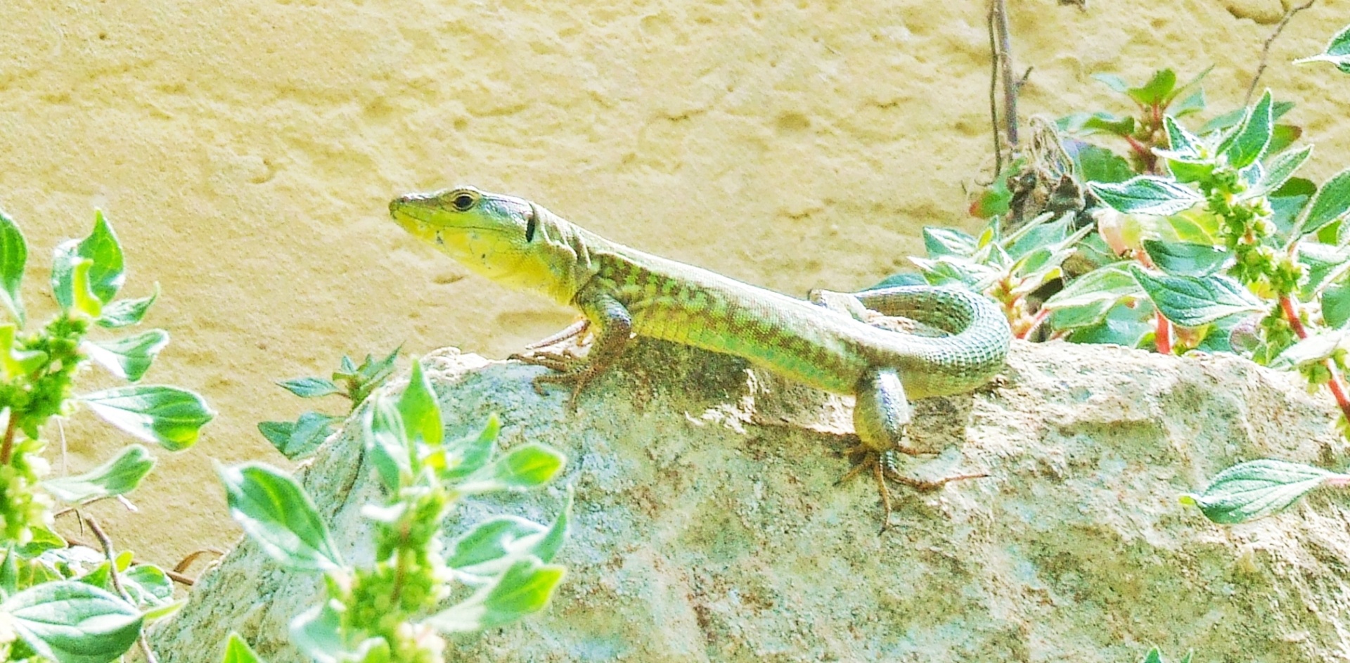lizard colourful colour free photo
