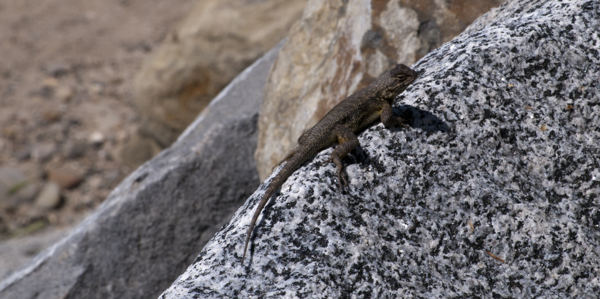 lizard lizards reptile free photo