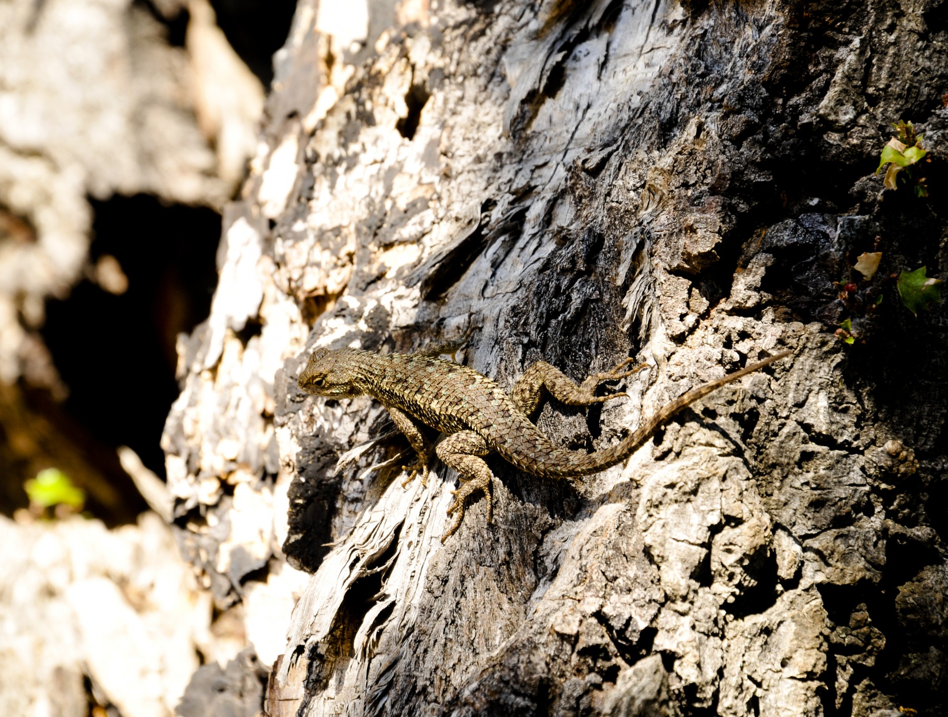 lizard reptile tree free photo
