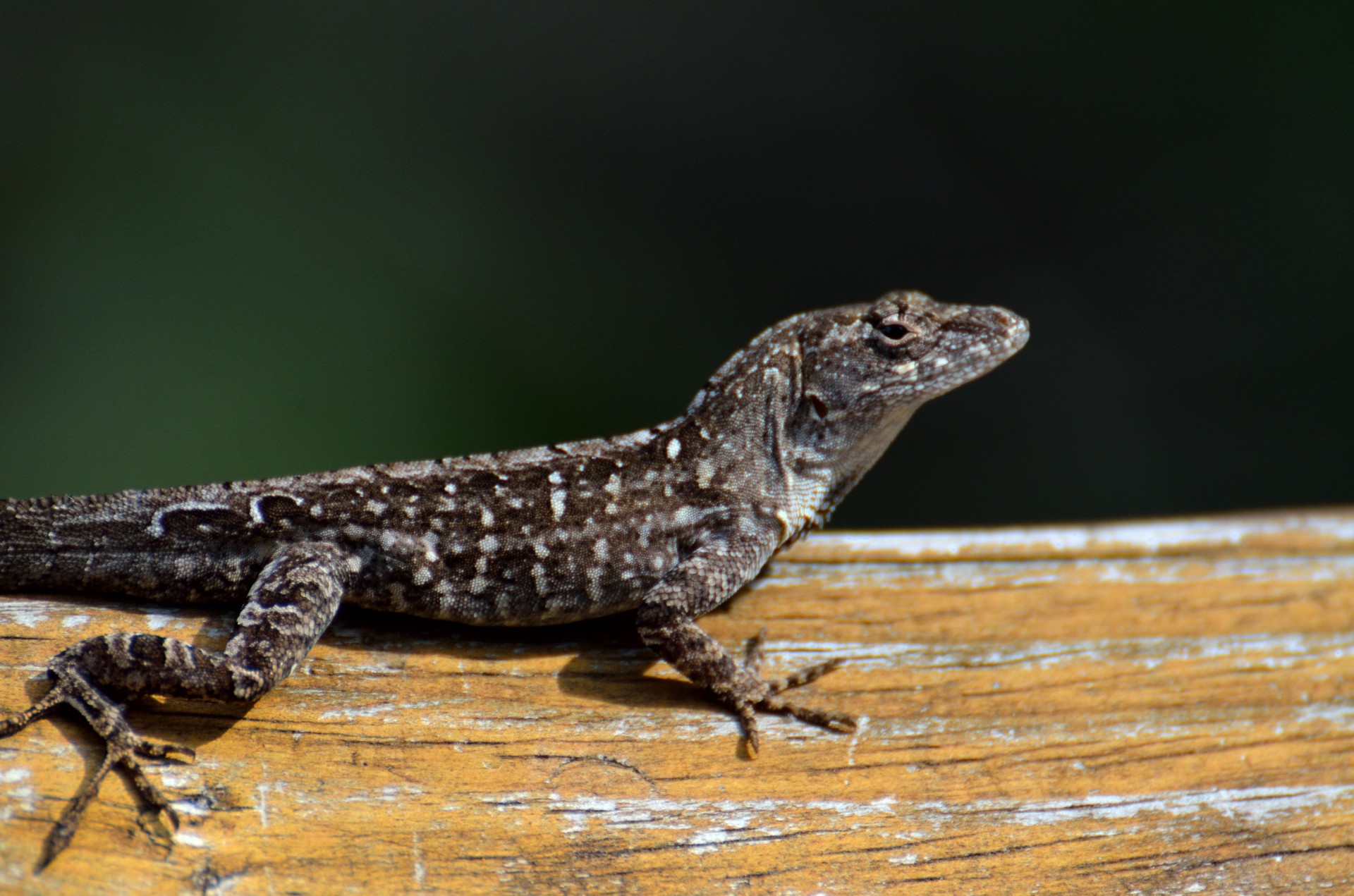 lizard wildlife reptile free photo