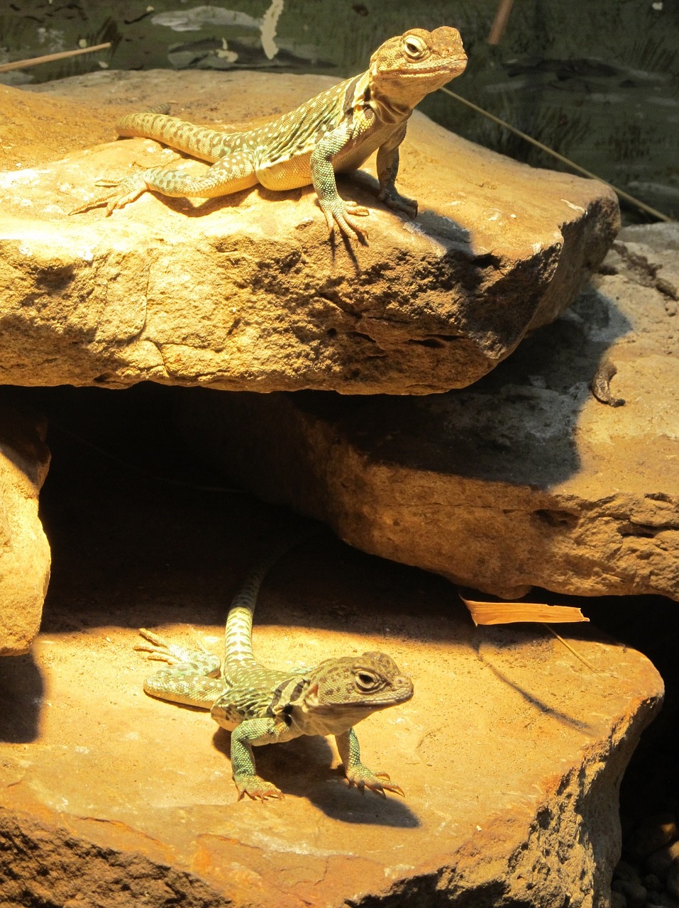 lizards rocks looking free photo