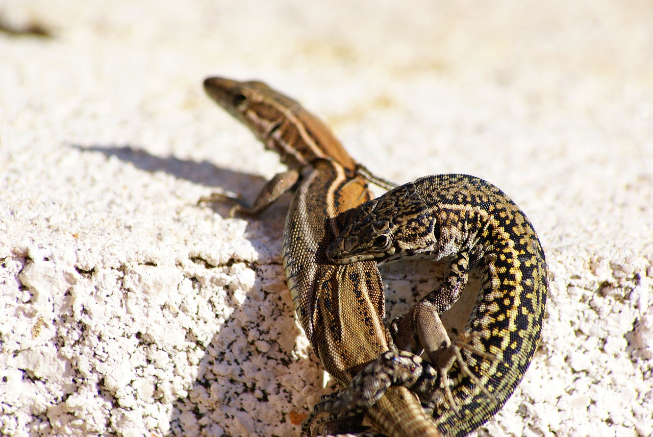 Lizards,reptiles,cold blooded animals,green,nature - free image from