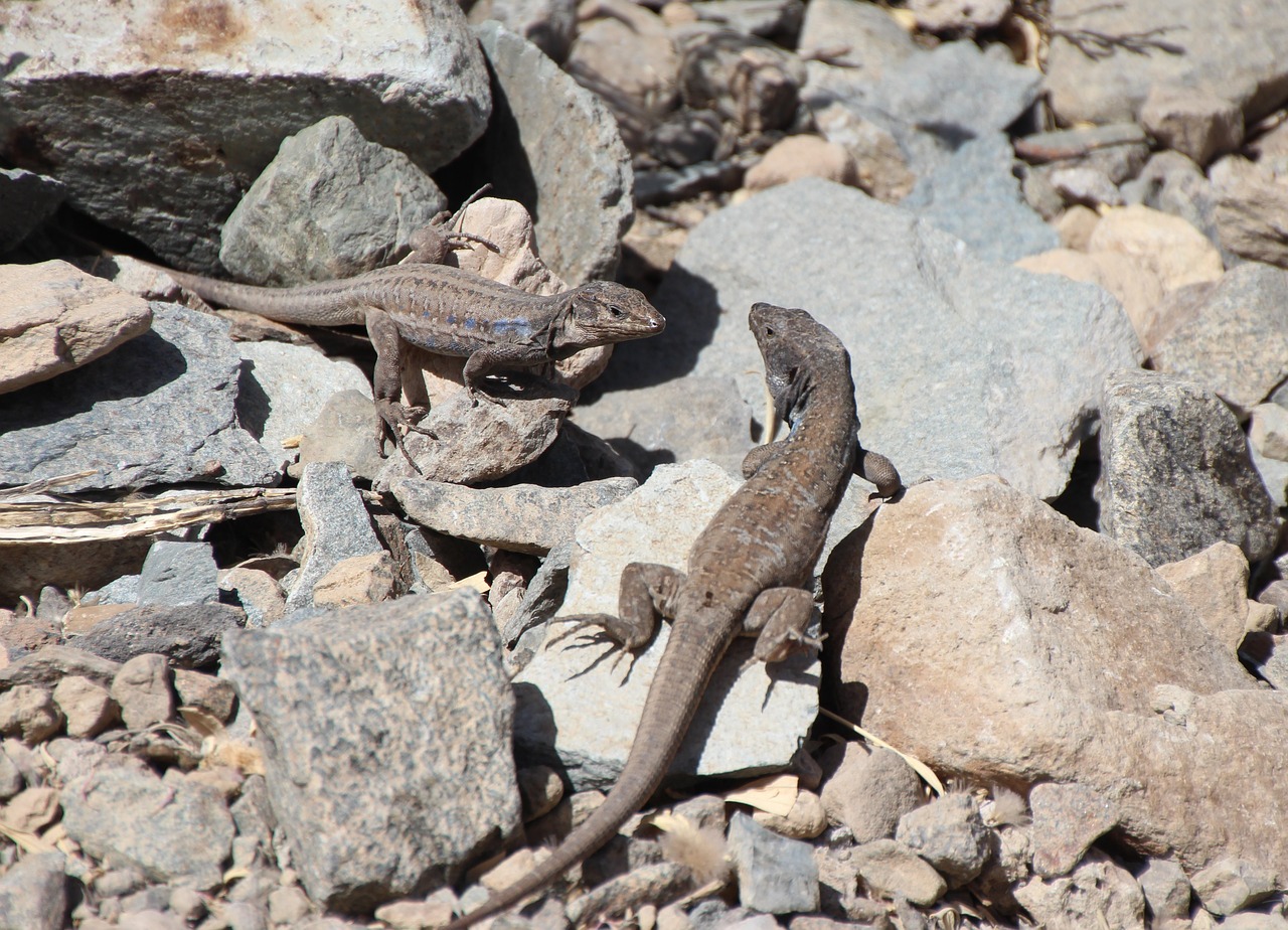 lizards canarian lizards curious free photo