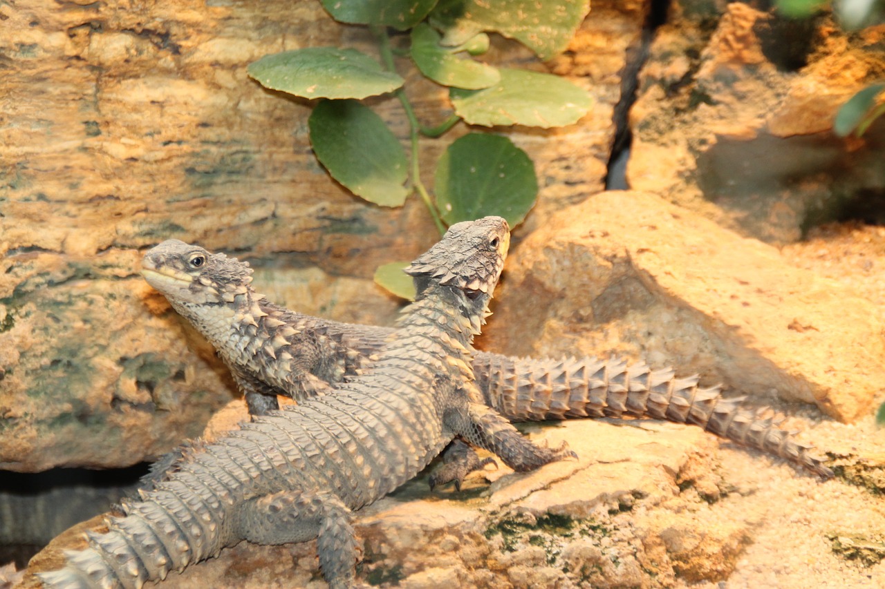 lizards reptile iguanas free photo