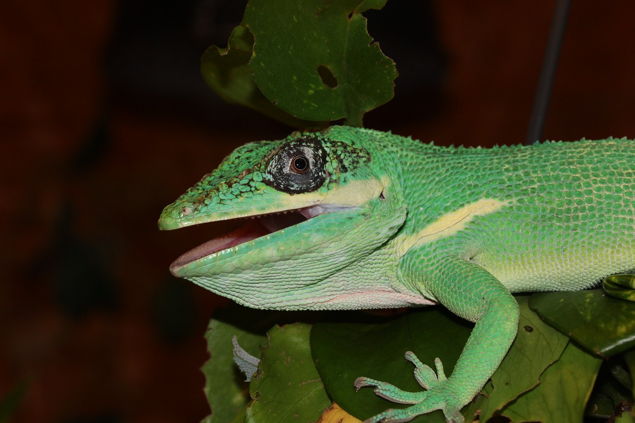 lizards reptile terrarium free photo