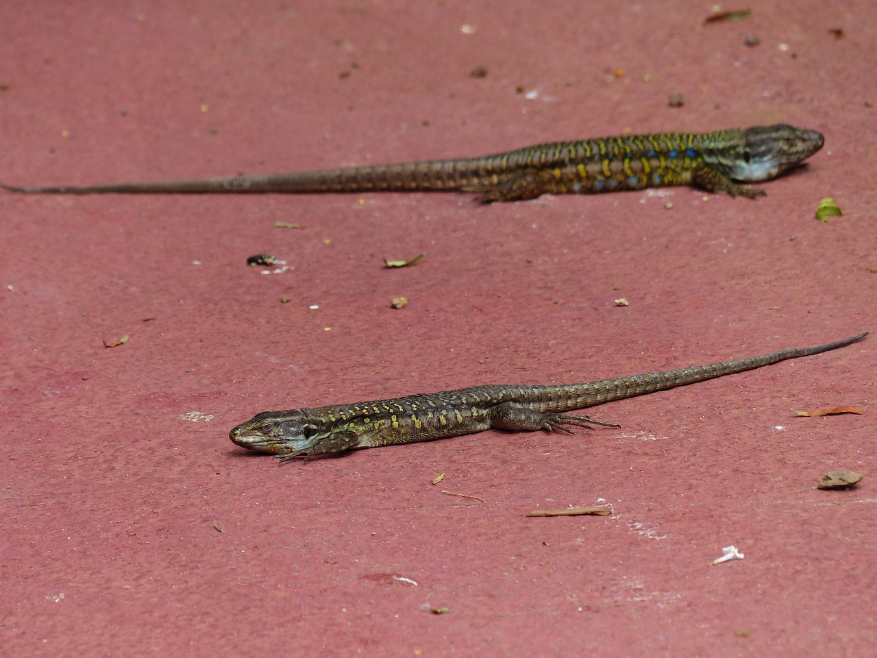 lizards canarian lizards gallotia galloti free photo