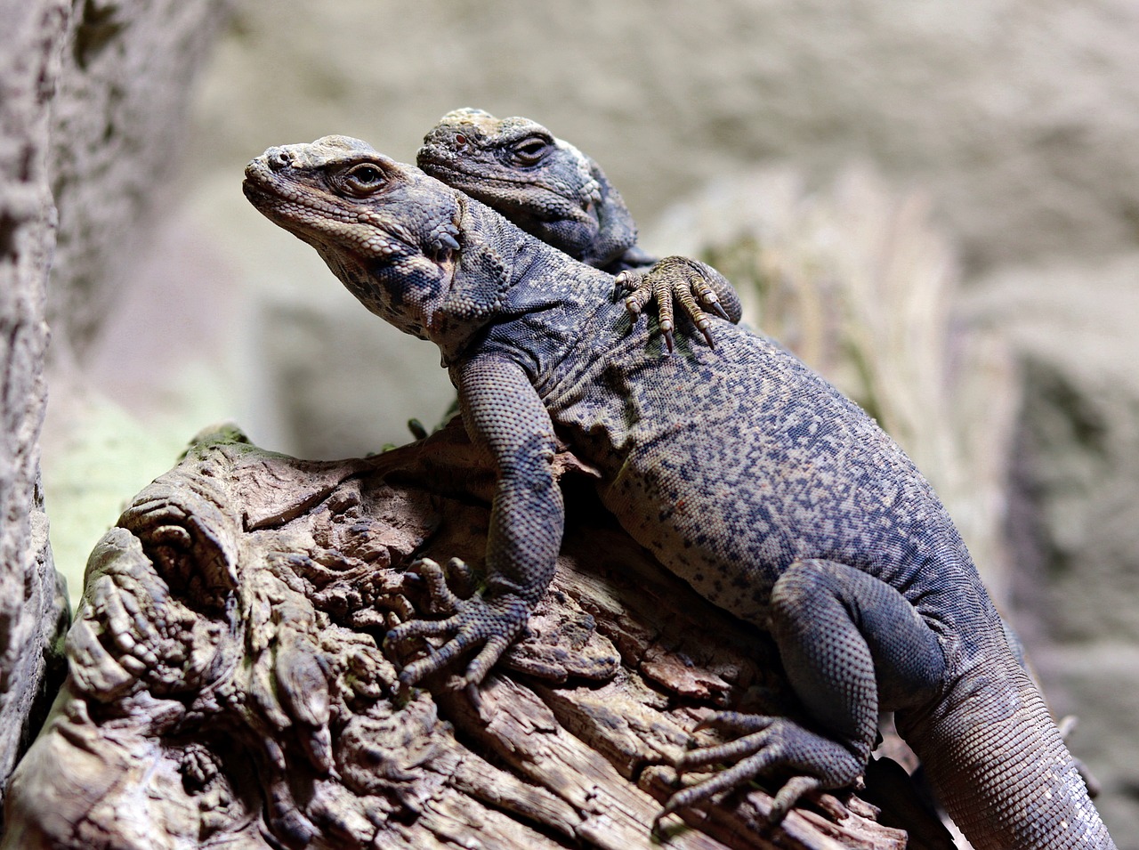 lizards  schuppenkriechtier  reptile free photo