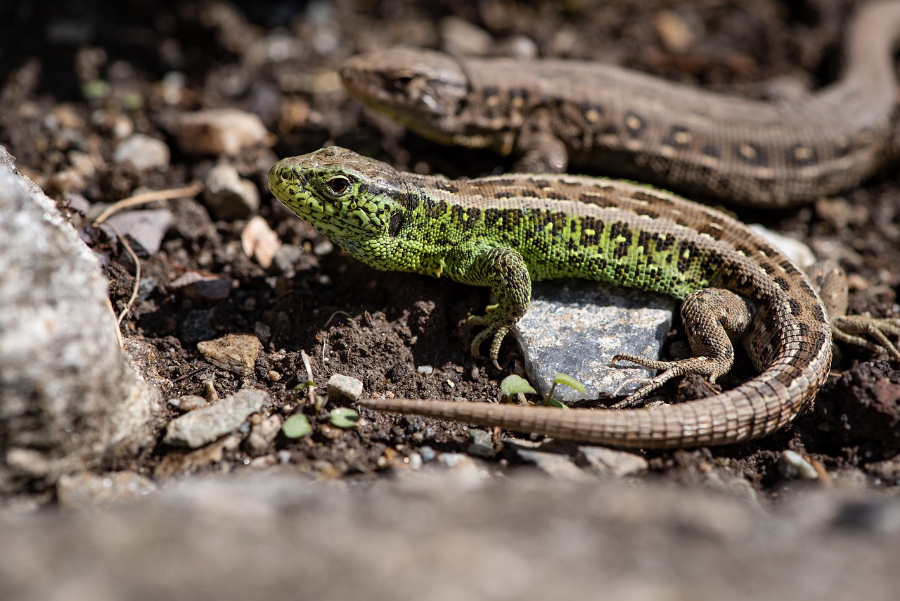 lizards  animals  garden free photo