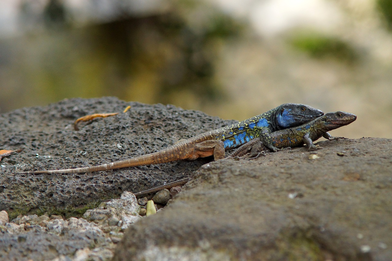 lizards pair tenerife free photo