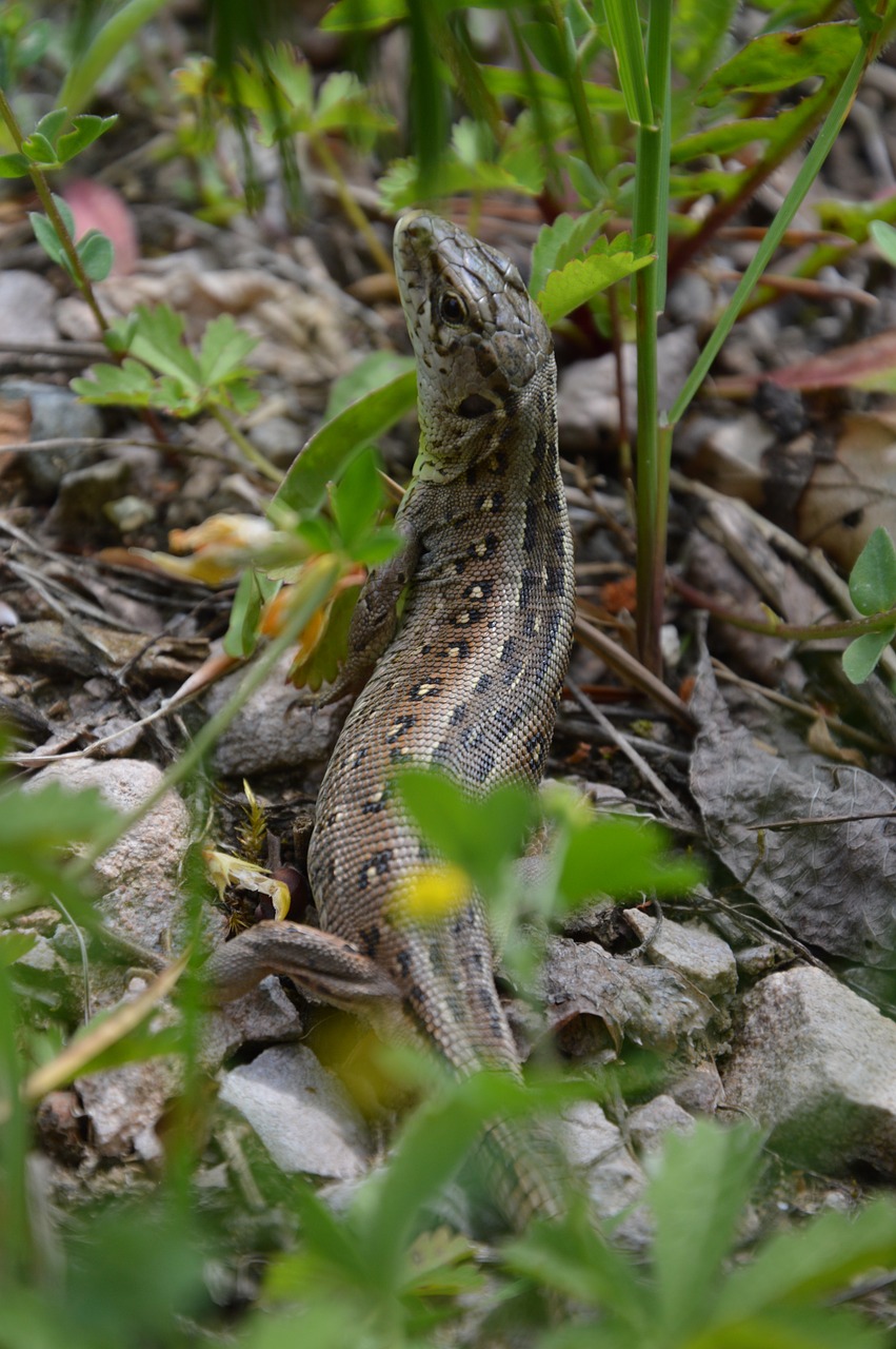 lizzard lizard reptile free photo