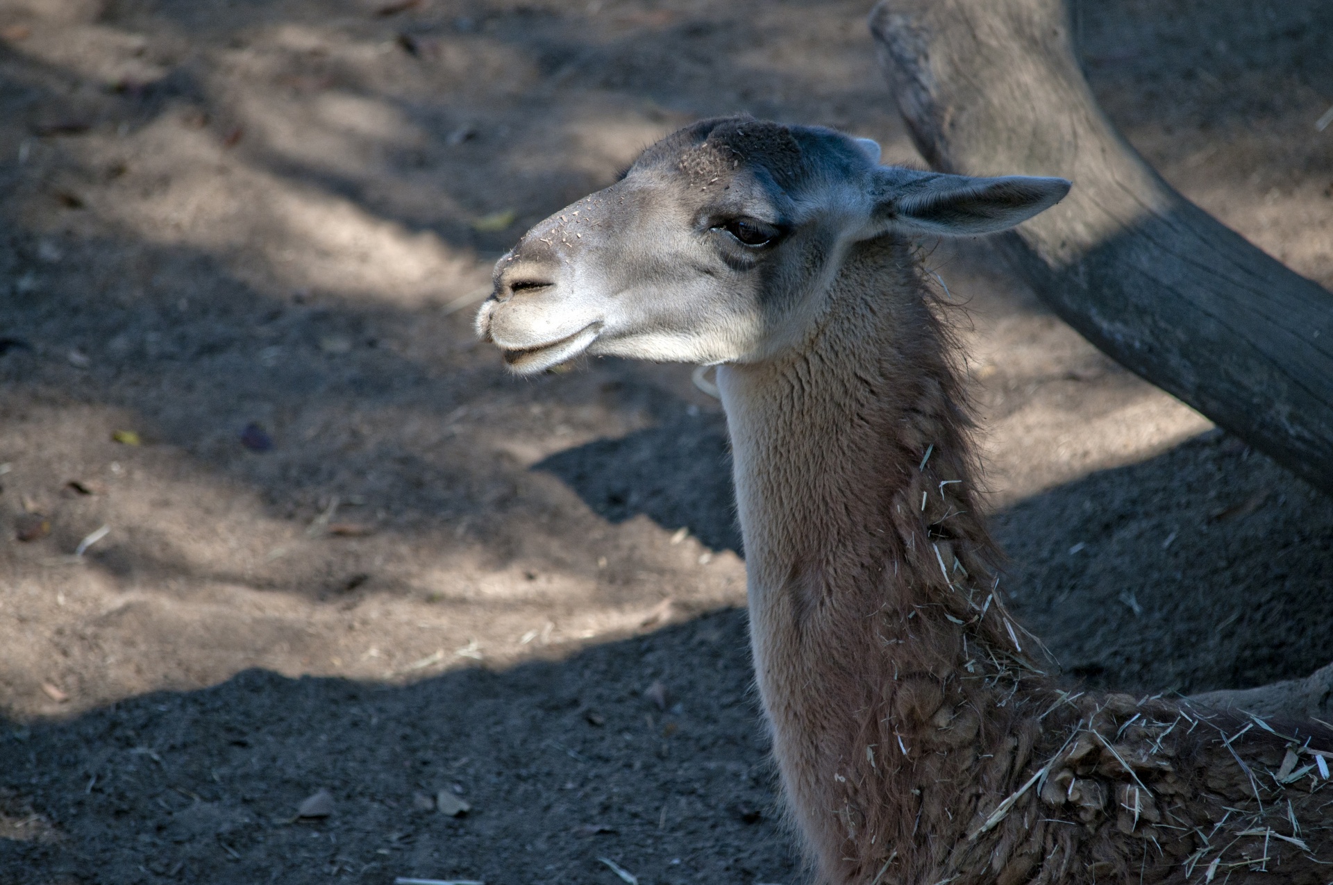 guanaco llama llamas free photo