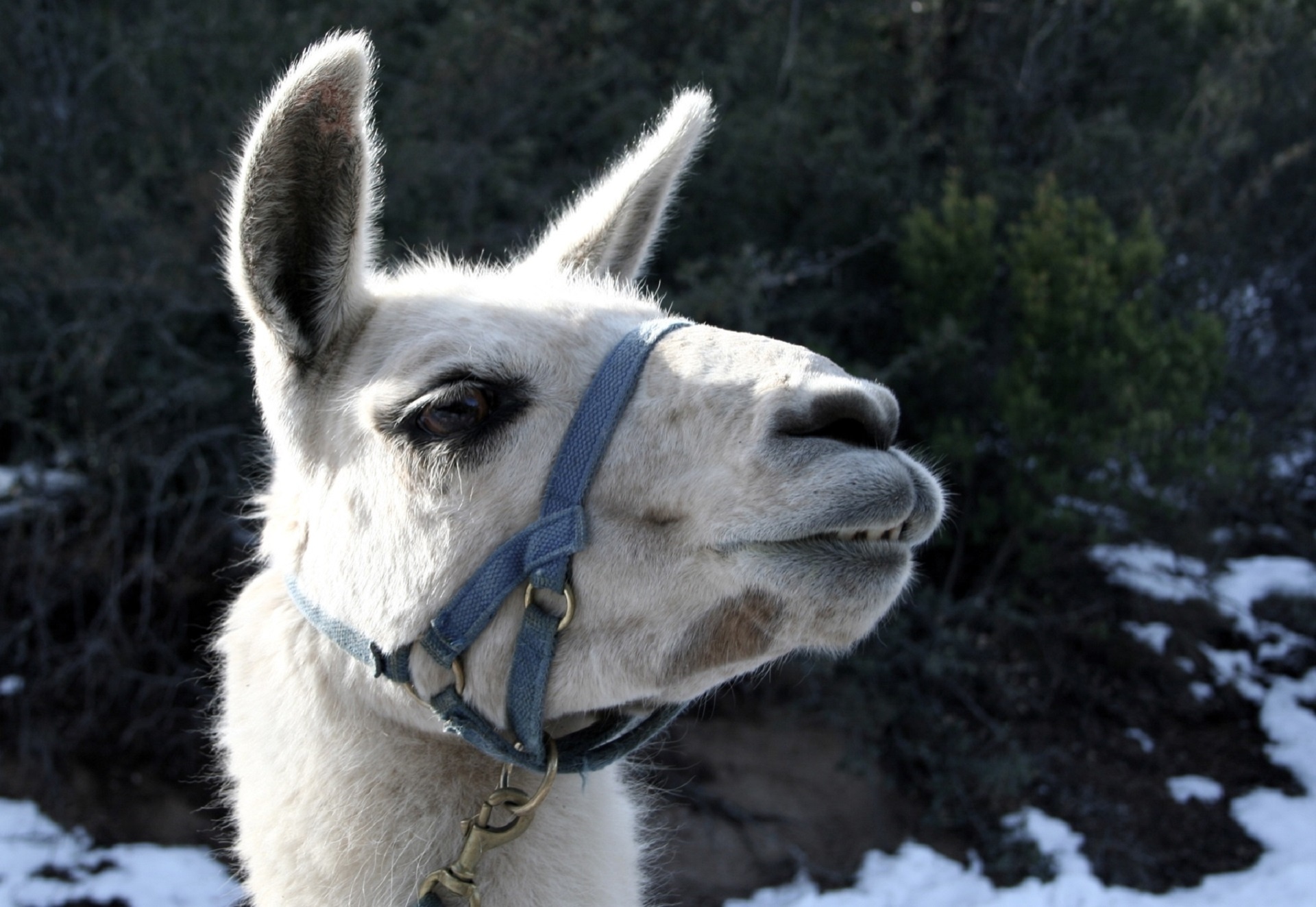 llama portrait head free photo