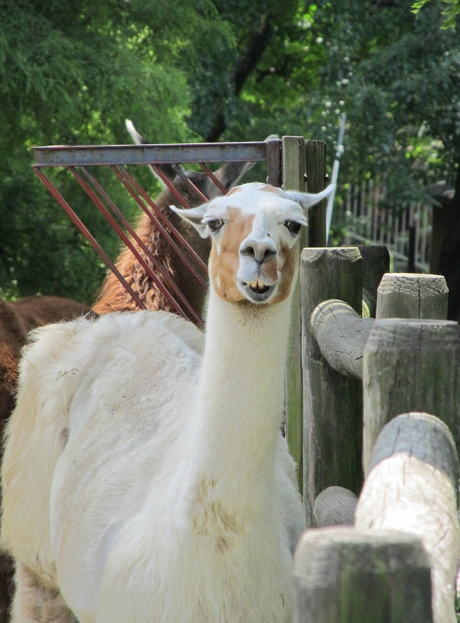 llama alpaca fur free photo