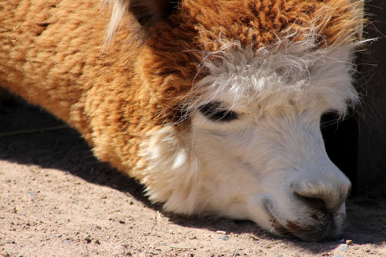 llama zoo animal free photo