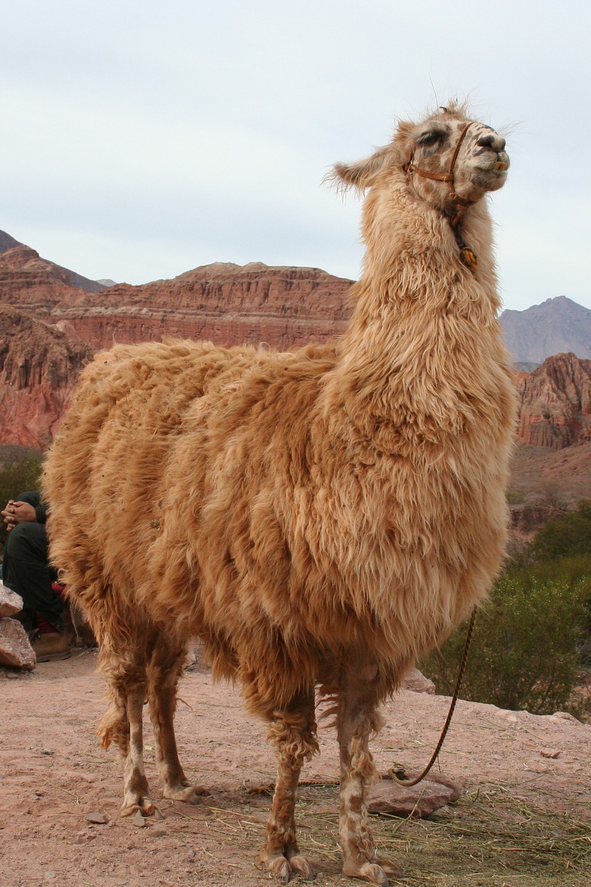 llama near cachi argentina free photo