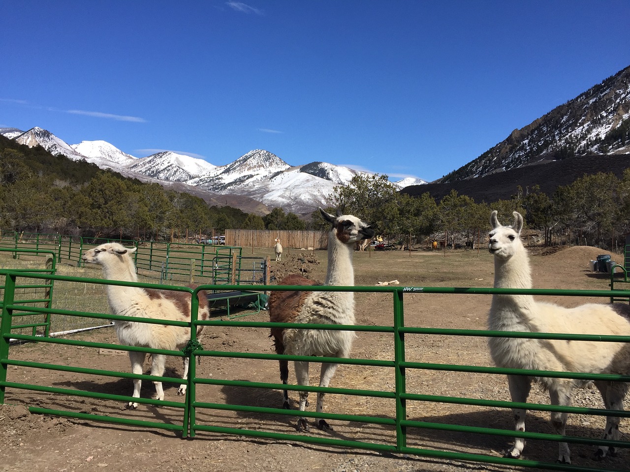 llama ranch animal free photo