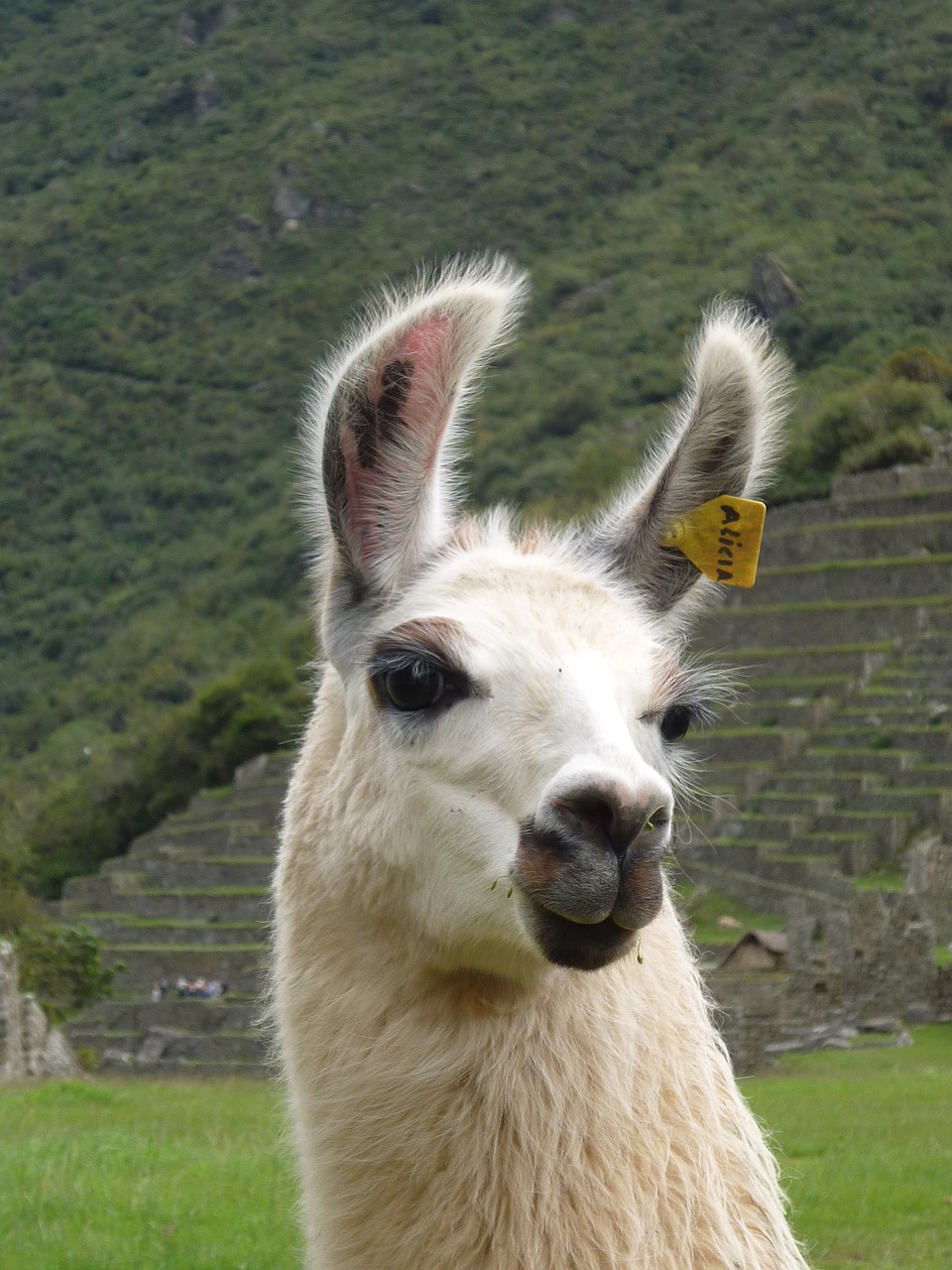 llama peru sacred valley free photo