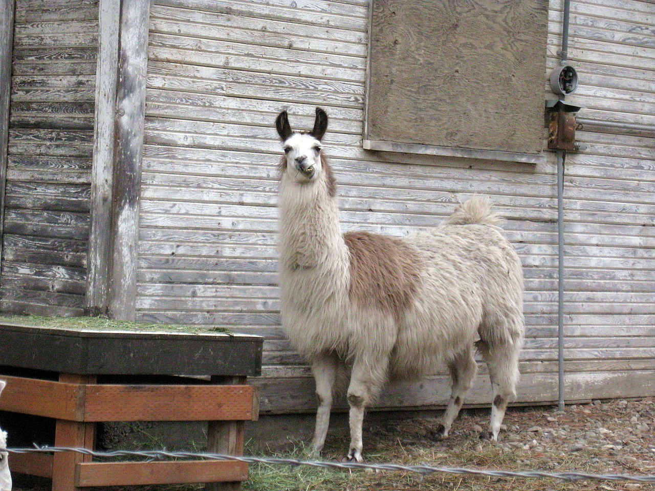 llama light llama banana ears free photo