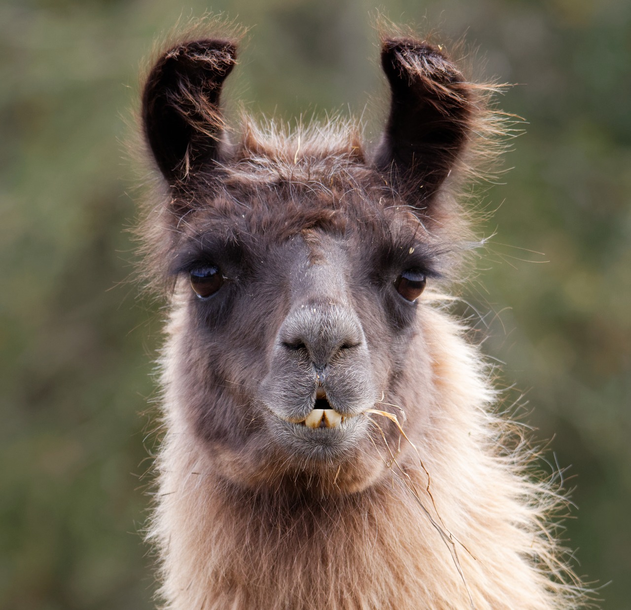llama animal farm free photo