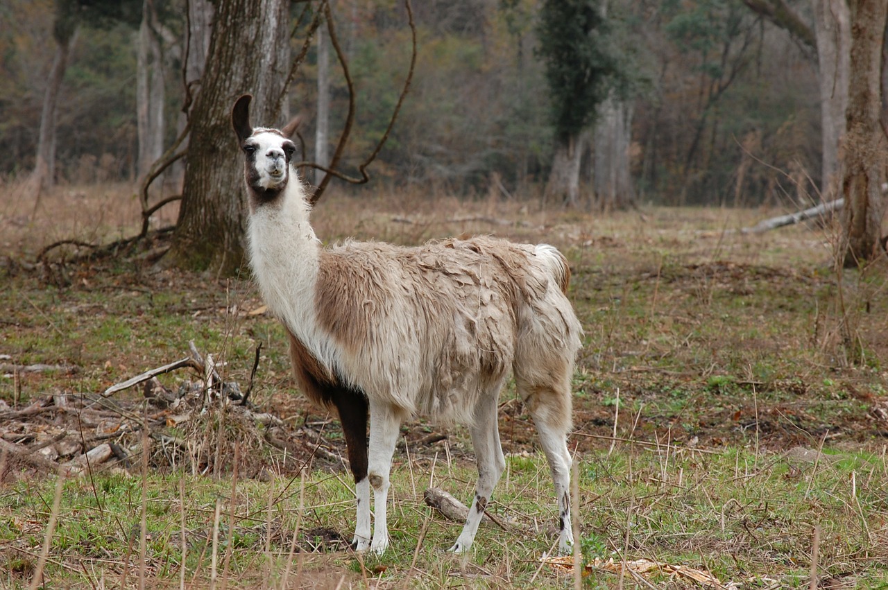 llama animal alpaca free photo