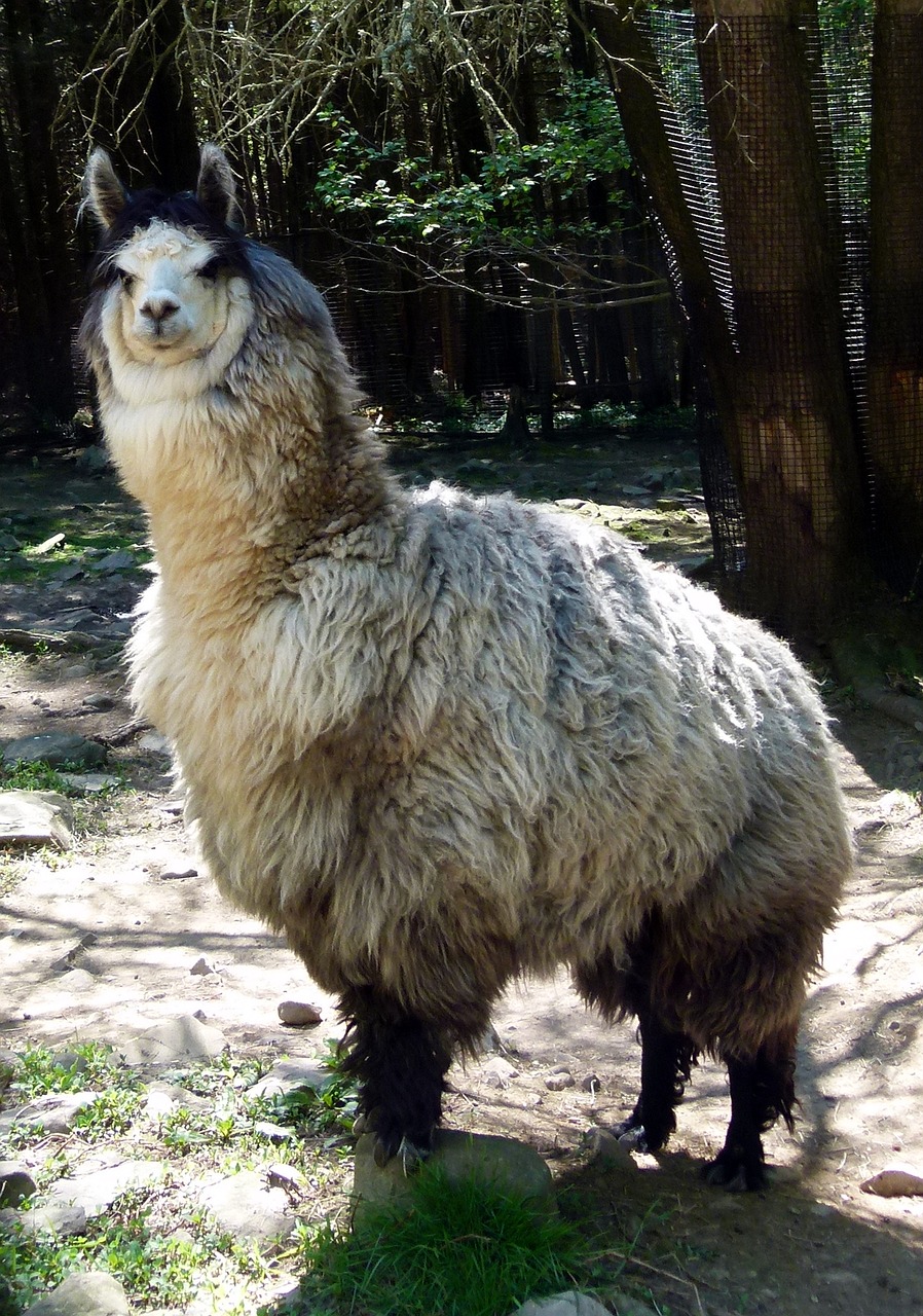 llama animal mammal free photo
