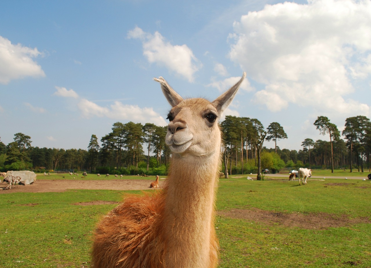 llama animal wildlife free photo