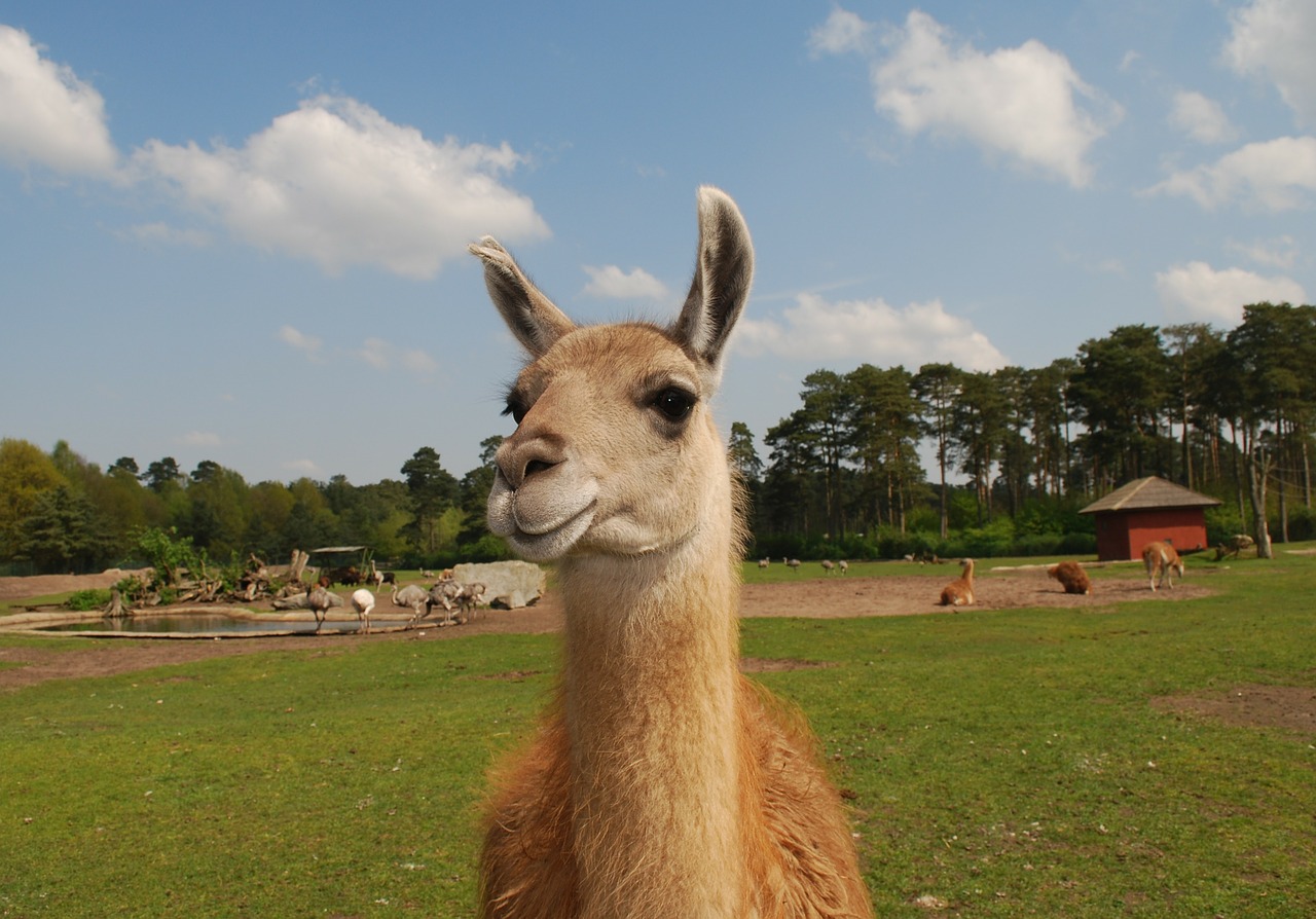 llama lama fur free photo