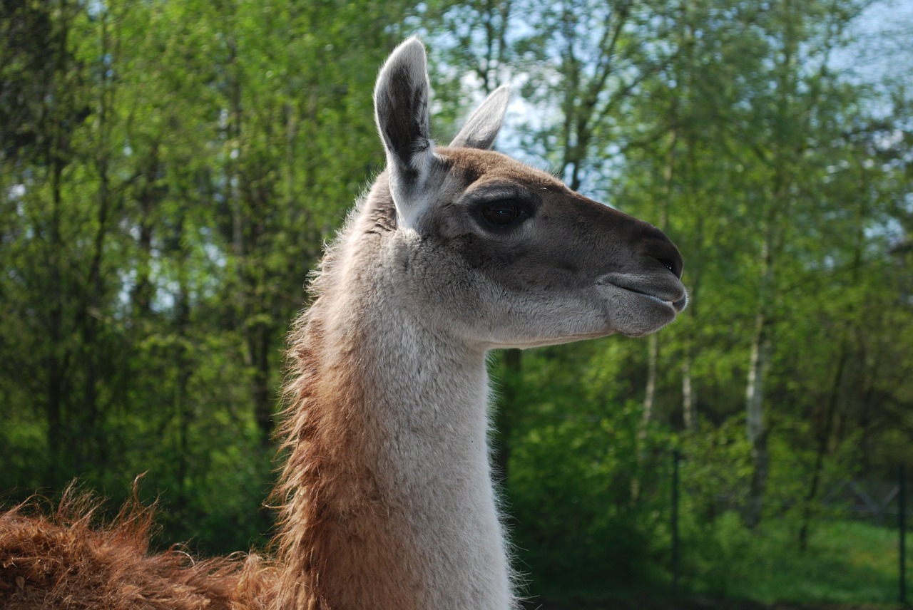 llama fur lama free photo