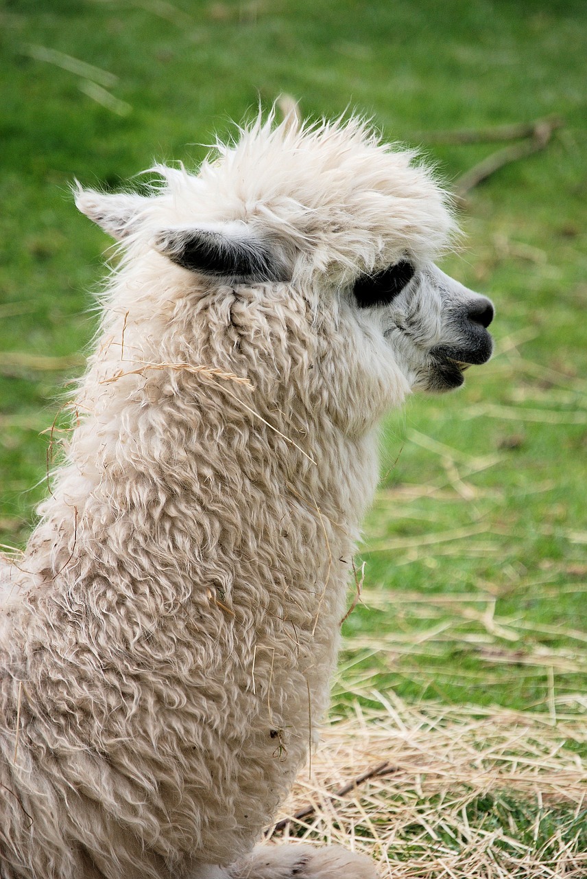 llama mammal fluffy free photo
